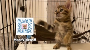 Furry pussycat toy review. Here’s a toy that will make you jump for joy!